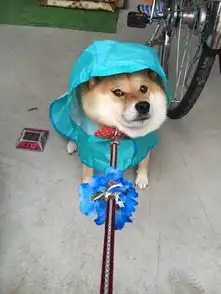  宁死都不要再往前一步喔叛逆柴犬抵死不从事件簿