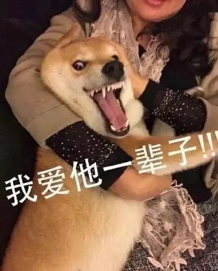  不靠脸的国产高分综艺,难得一见