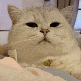  第68期喵表情内有69只萌猫,谨慎进入