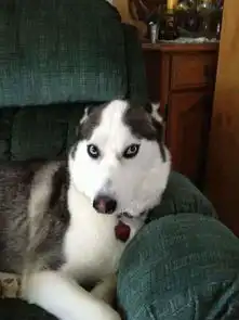  动物犯错内疚表情萌哭众人