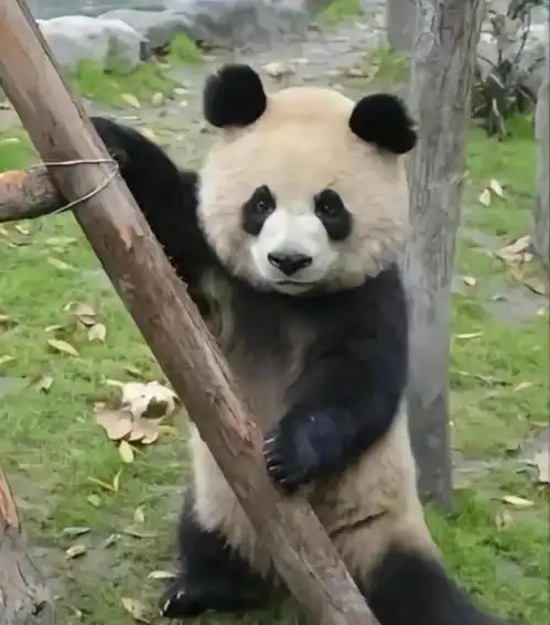  每天认识一只大熊猫圆润,挖煤三巨头之一兼顶流女星花花干妈