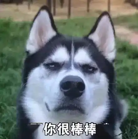  汪星人表情包第28期狗子我知道,我始终无法进入你的心