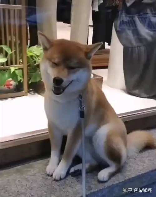  柴犬让你又爱又恨,它是有多干净