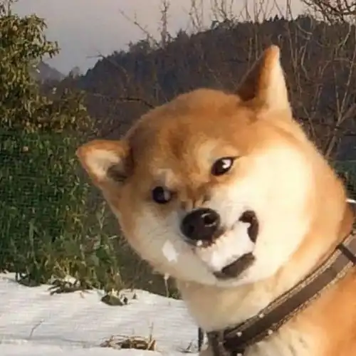  柴犬果然是表情包界的扛把子,有照片为证