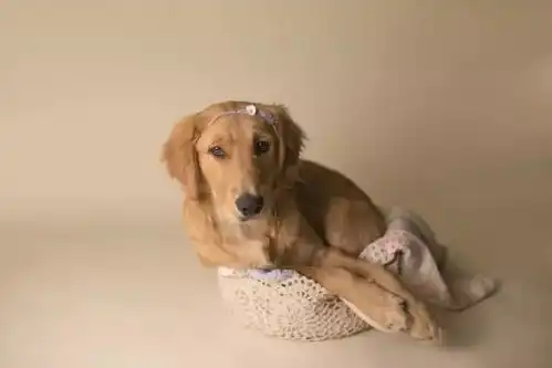  狗狗是孩子成长路上最好的朋友