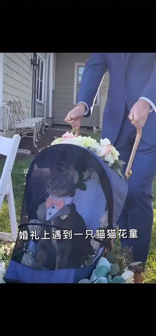 文艺复兴了老铁们给表情包配音搞笑动物