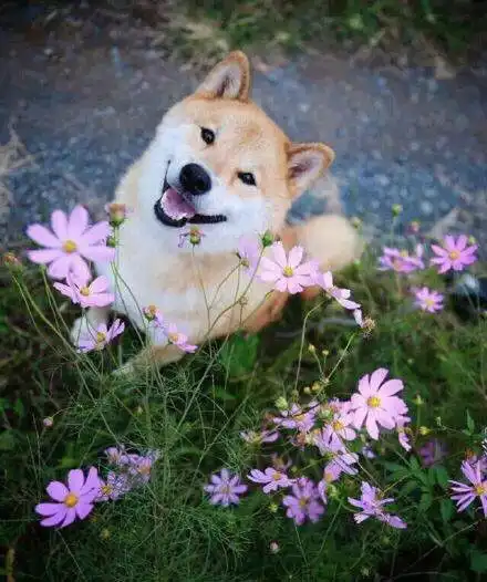  灰柴犬贱萌表情包