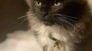  猛男的房间发出了猛男的叫声嘤嘤嘤
