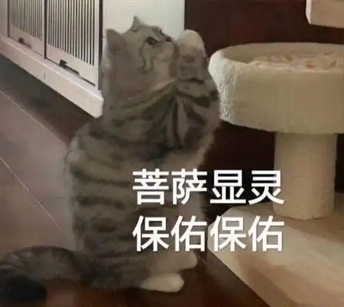  有猫吃鸡胸肉拉稀的吗无图