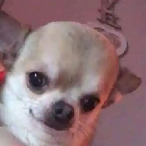  强颜欢笑吉娃娃怎么会有表情这么好笑的狗勾