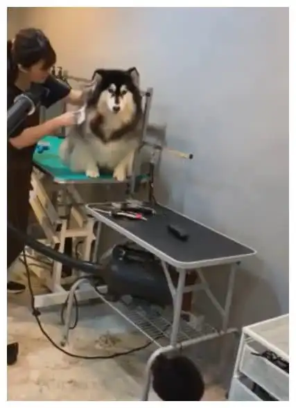  狗狗吹毛叫得跟杀猪一样,隔壁贵宾犬都跑过来看,美容师都笑了