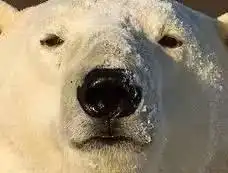  表情包柴犬被禁养了no那是秋田犬