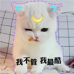  2018猫咪可爱带字搞笑头像qq群头像我从一个小可爱长成大可爱