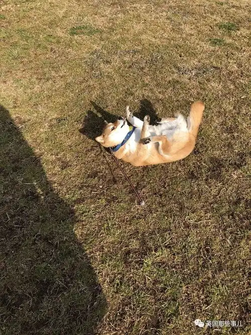  我不想我不想我不想回家这贪玩的柴犬,简直是一行走的表情包