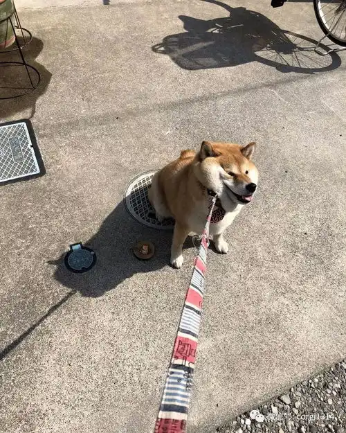  我不想我不想我不想回家这贪玩的柴犬,简直是一行走的表情包