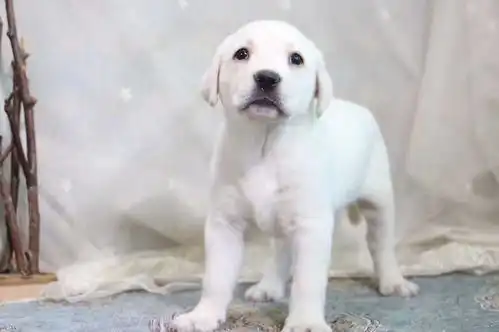  图拥有无辜眼神的拉布拉多幼犬导盲犬包纯种健康大连宠物狗