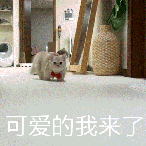 猫咪沉迷音乐无法自拔,狗子感谢大佬频频作揖,短腿猫可爱爆表