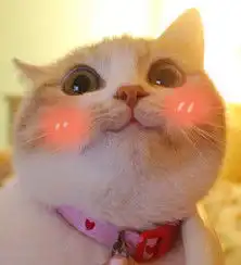  网红bobi猫表情包下载飞翔下载