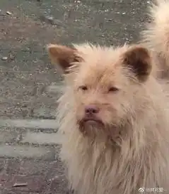  如何科学戒猫快来看能让人瞬间清醒