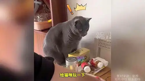 猫咪吓出双下巴表情包猫