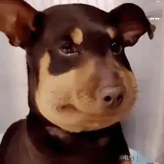打狗狗表情包猥琐萌