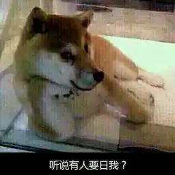柴犬挨打表情包一言不合