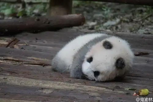  看着也心疼游客食物砸醒熊猫,一副难受想哭的表情