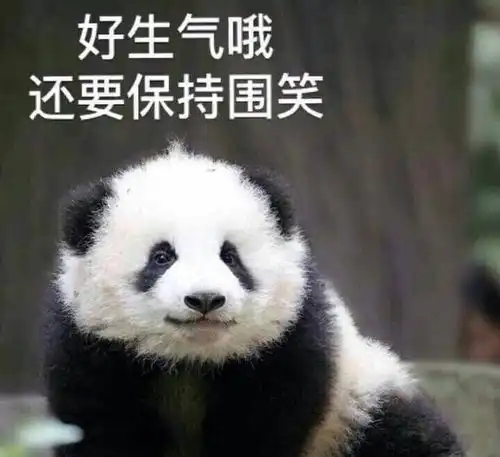  熊猫生气表情包我可是享受国宝待遇的,你的良心不会痛吗
