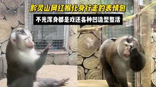  黔灵山网红猴化身行走的表情包,不光浑身都是戏还各种凹造型整活