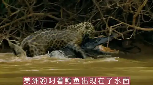  擅长水下作战的凯门鳄,竟被美洲豹跳入水中一击毙命
