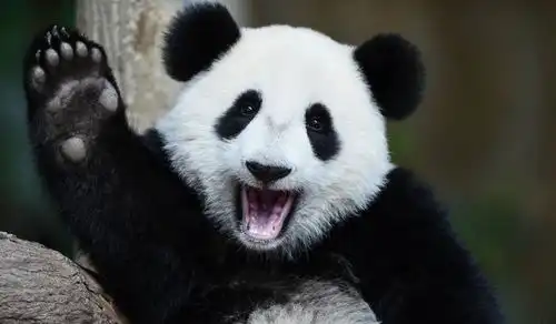  那些没有租到熊猫的国家是怎么做的黑白狗狗让人捧腹大笑
