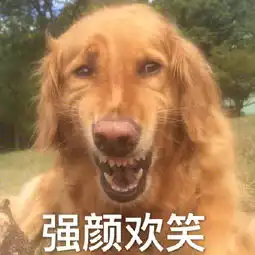 重要事情图片表情包金毛