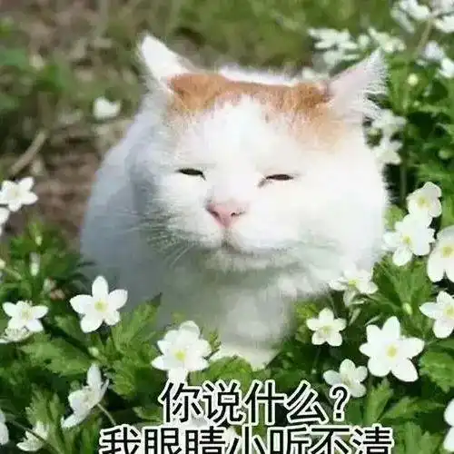  猫咪患上怪病奄奄一息,网友心疼每天大鱼大肉伺候,最后发现真相...