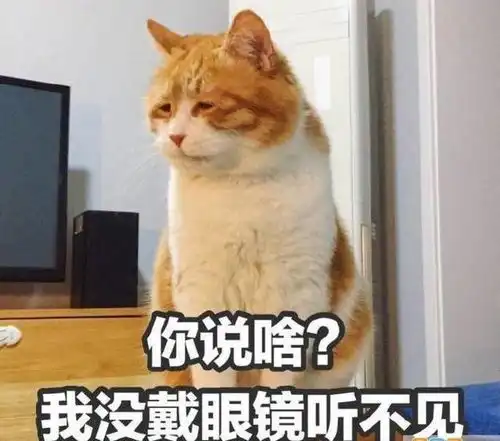  猫咪的十种天性
