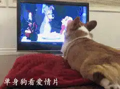  柯基柴犬二哈,没想到这些活在表情包里熟悉的狗狗身影,已经离世