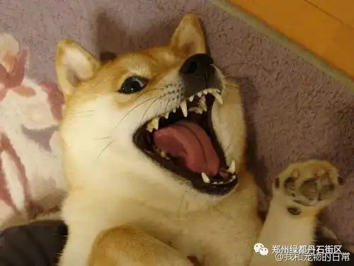  宠物狗不栓绳,即为流浪狗