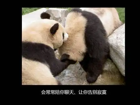  食肉目生活习性全解析鬣狗猫科熊科熊类鼬科网易订阅