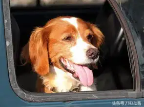  狗狗为什么这么贪吃狗狗味觉比人类灵敏12倍