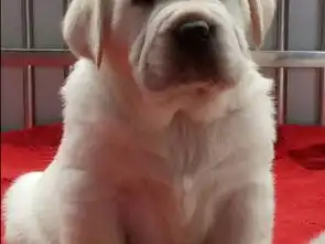  图出售纯种家养拉布拉多幼犬包纯种健康包检测北京宠物狗
