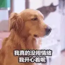 金毛托腮表情包