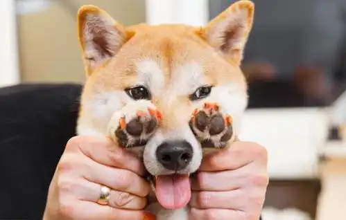  柴犬价格昂贵,离不开这6个原因