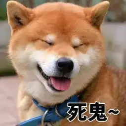  柴犬专业生产各种表情包