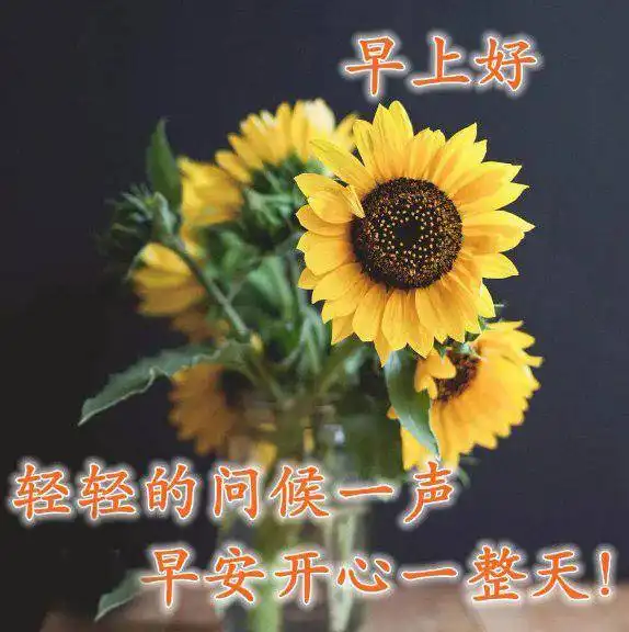  6张最新漂亮鲜花早上好问候动画表情图片唯美早安问候祝福图片鲜花带字