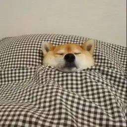  睡觉吧,狗命最重要