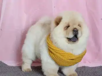  图cku认证犬舍松狮犬保障健康终生售后北京宠物狗