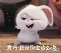  爱宠大机密聊天表情包爱宠大机密动物呆萌表情包腾牛个性网
