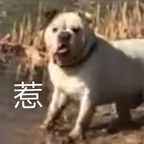  佳哥的狗子也有惹的表情包了