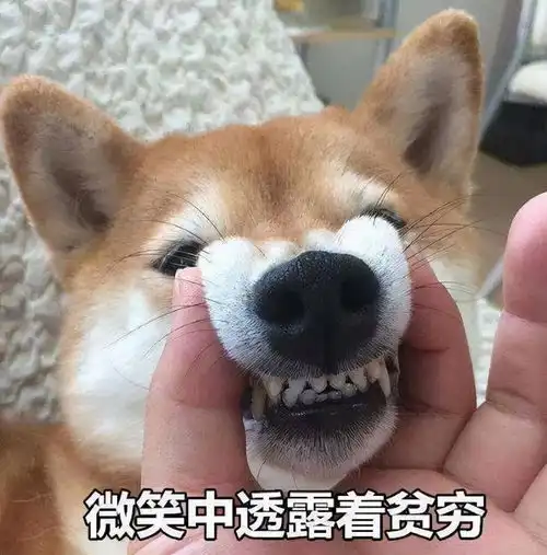  家里养狗的好处和坏处,看完再决定养不养