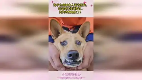  狗子生病被主人送进医院,当温度计插进菊花,狗狗表情破防了