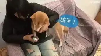  全都被表情包里的柴犬给萌骗了真实的神烦狗是这样的